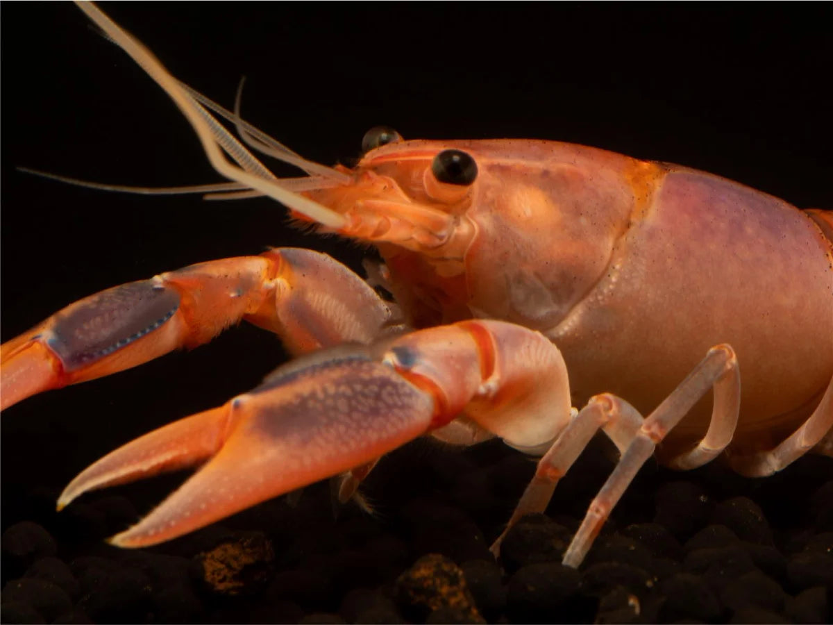Volcano Flusskrebs - Cherax destructor