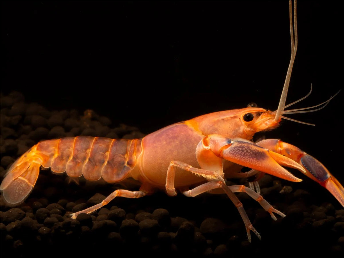 Volcano Flusskrebs - Cherax destructor
