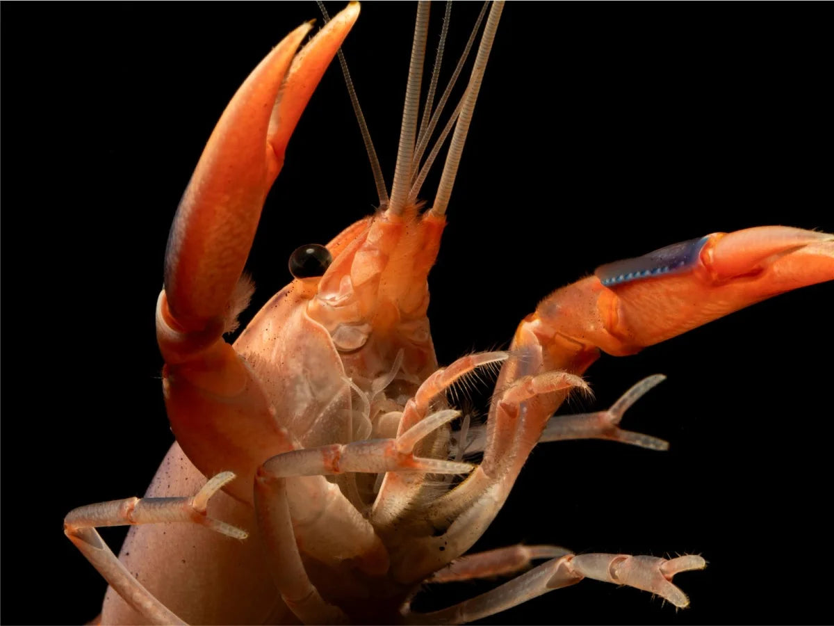 Volcano Flusskrebs - Cherax destructor