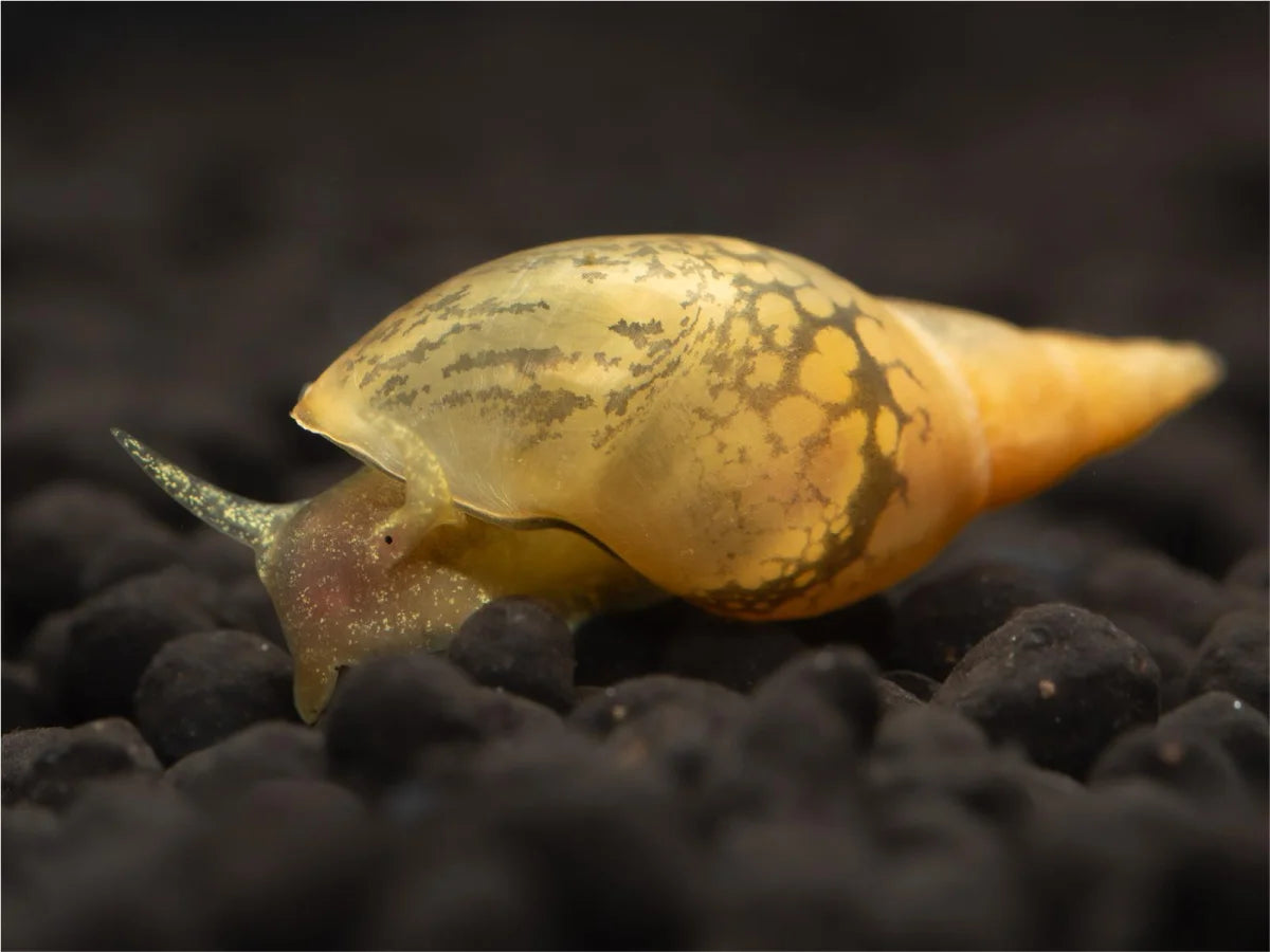 Yoda Schnecke - Lymnaea Stagnalis