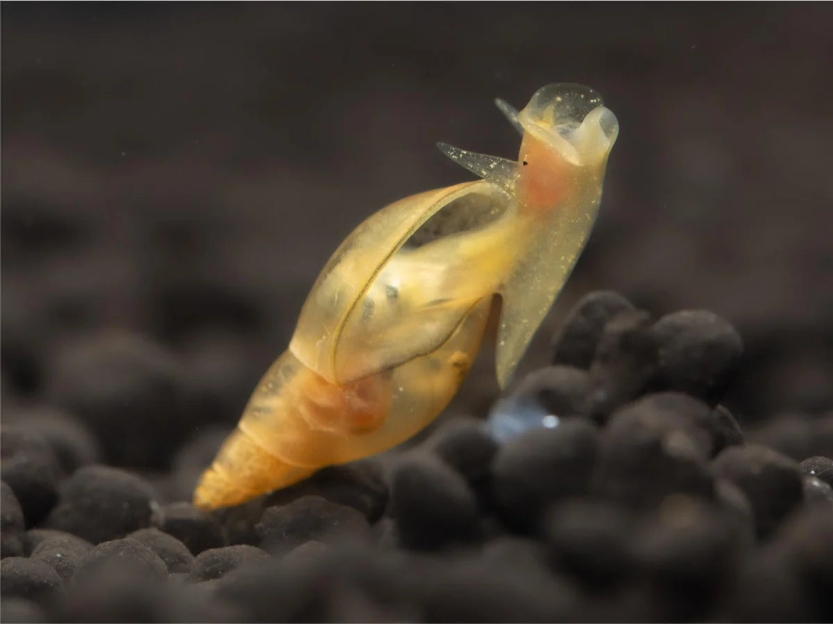 Yoda Schnecke - Lymnaea Stagnalis