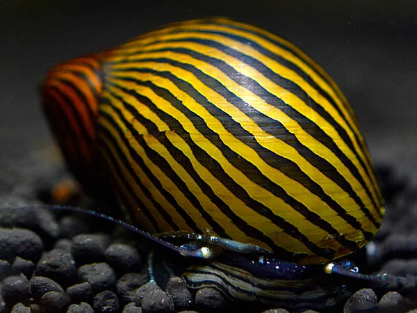 Zebra Algenrennschnecke - Neritina Zebra