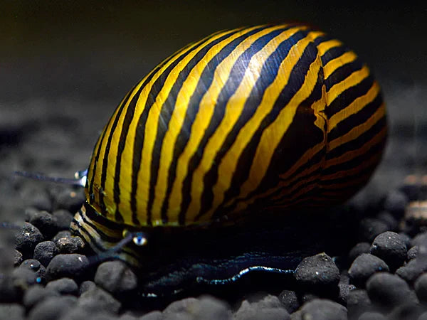 Zebra Algenrennschnecke - Neritina Zebra