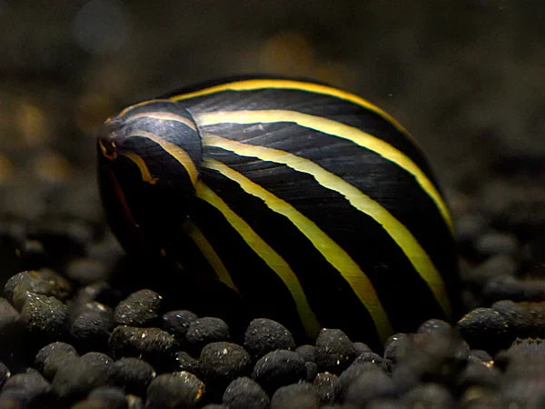 Zebra Algenrennschnecke - Neritina Zebra