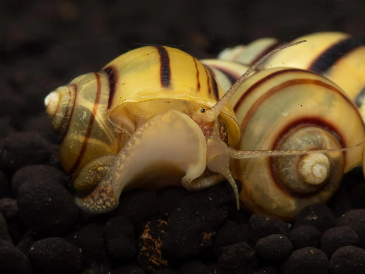 Zebra Apfelschnecke - Asolene Spixi