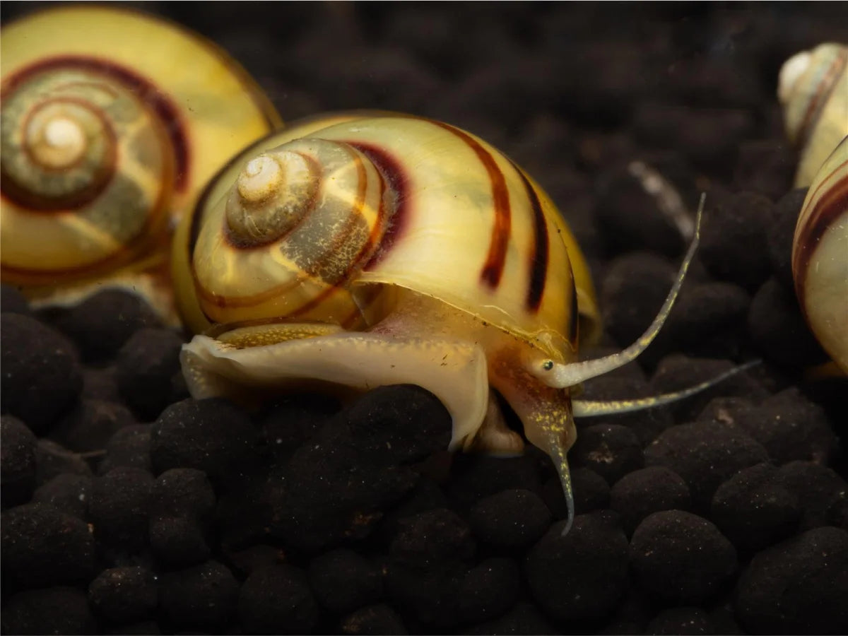 Zebra Apfelschnecke - Asolene Spixi
