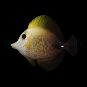 Zebrasoma scopas Brauner Doktorfisch