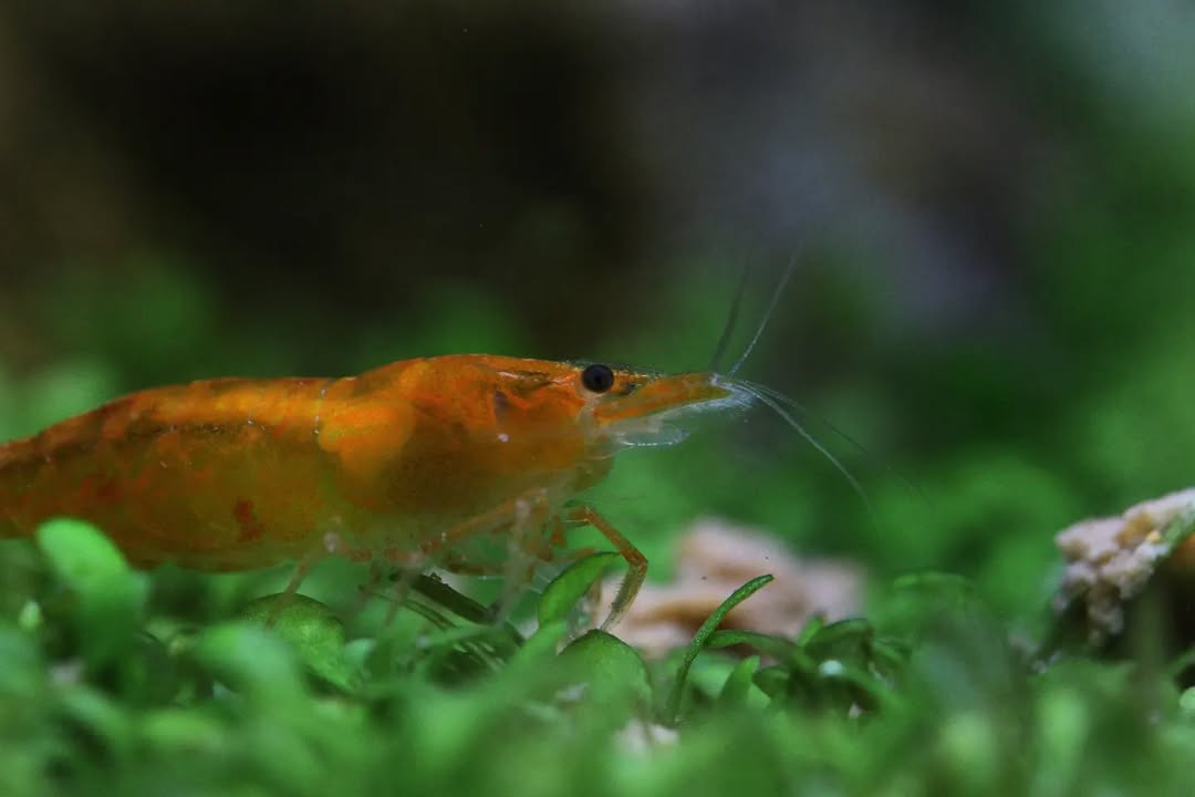 Fisch- und Wirbellosen Pflege