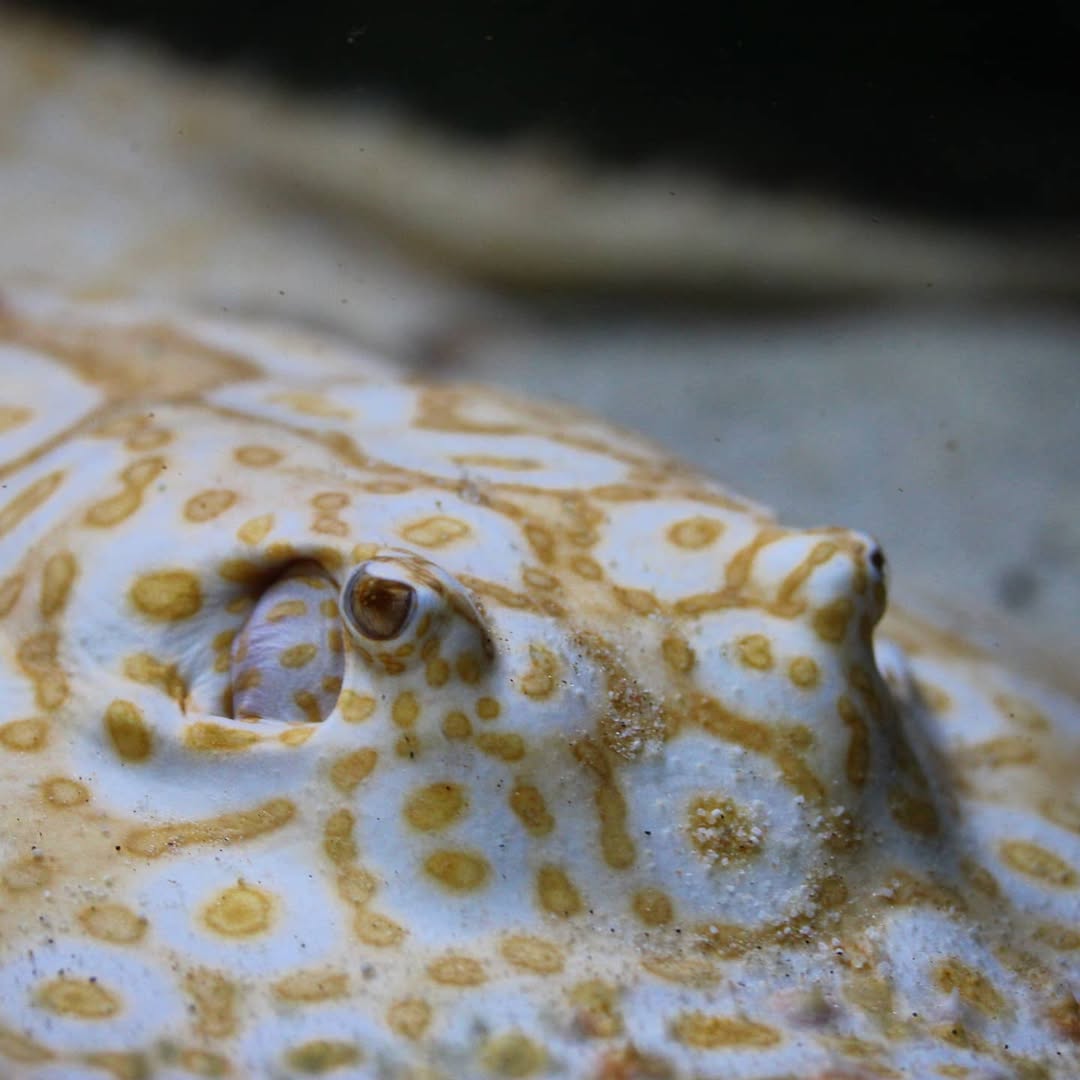 Raritäten - Süßwasser