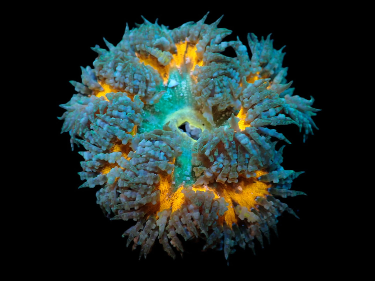 Korallen,Algen.Annemonen