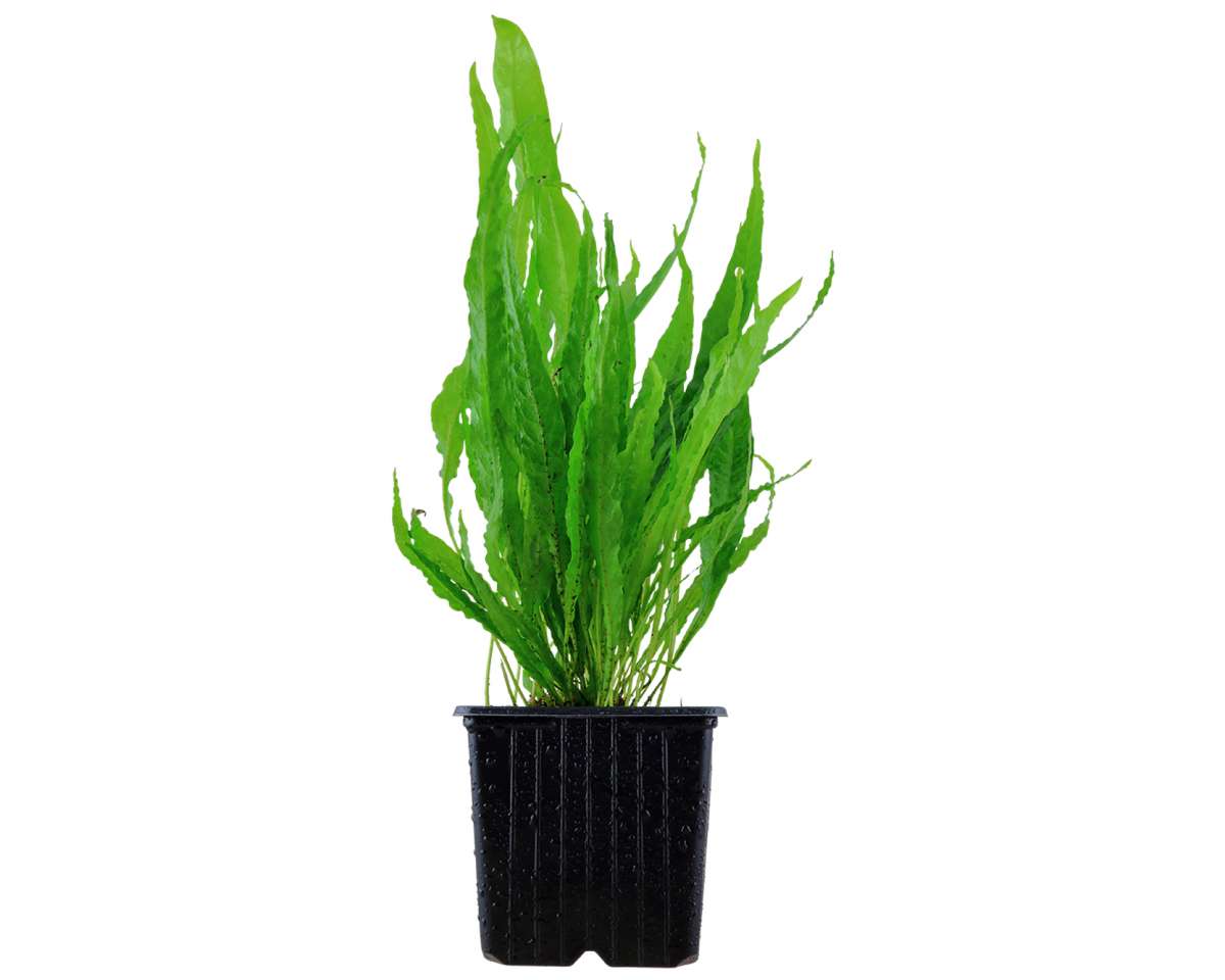 XL Microsorum pteropus