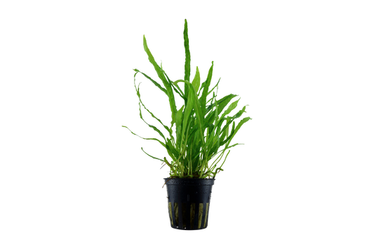 Microsorum pteropus 'Narrow' (Topf)