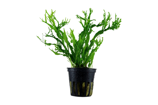 Microsorum pteropus 'Windeløv' (Topf)