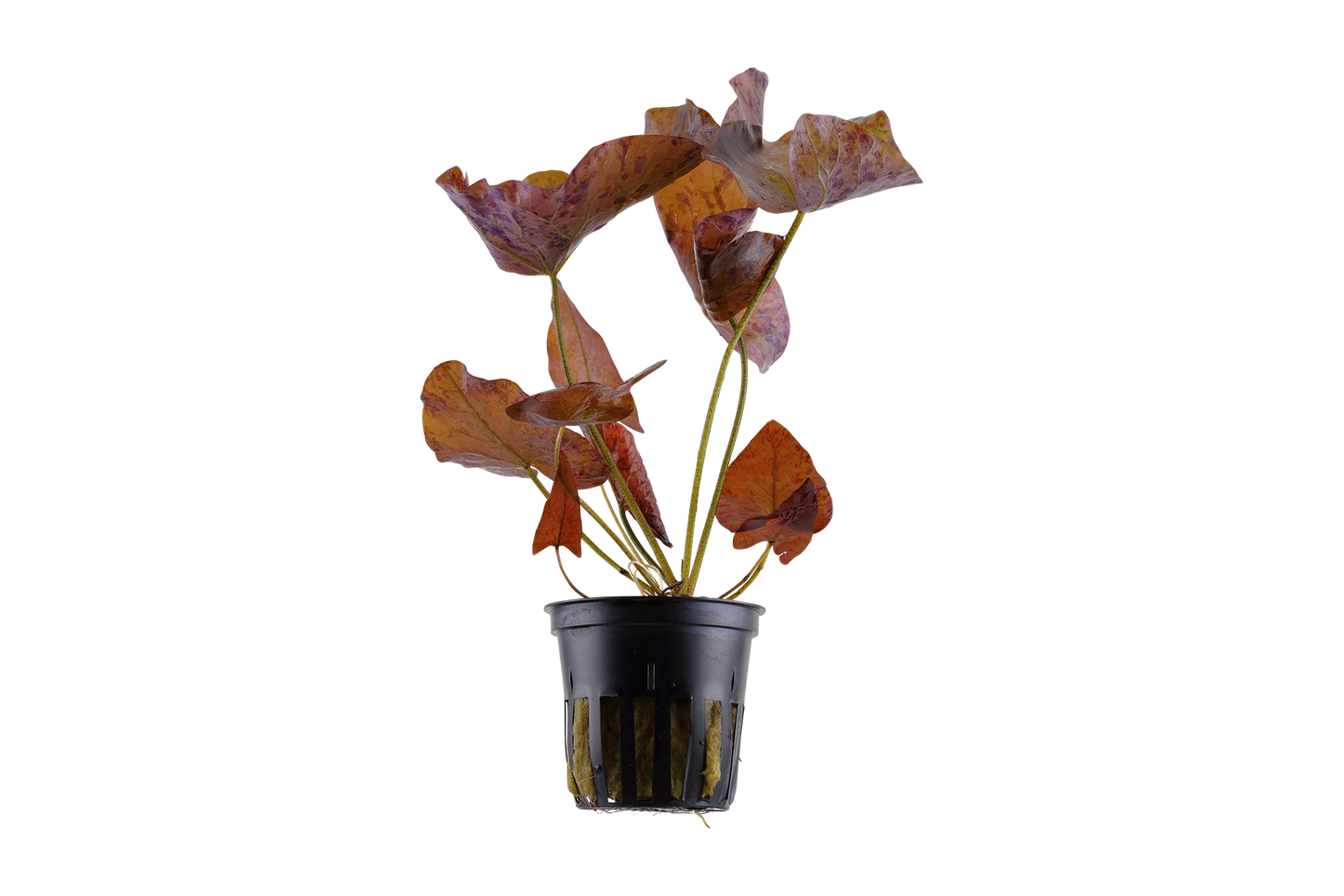 Nymphaea lotus (Topf) - Tigerlotus