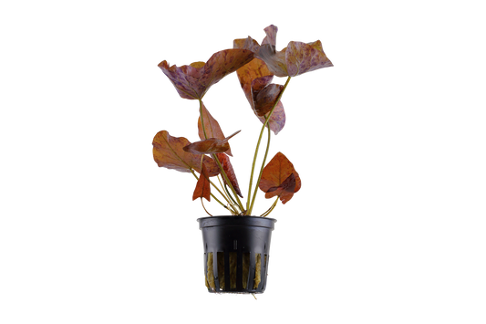 Nymphaea lotus (Topf) - Tigerlotus