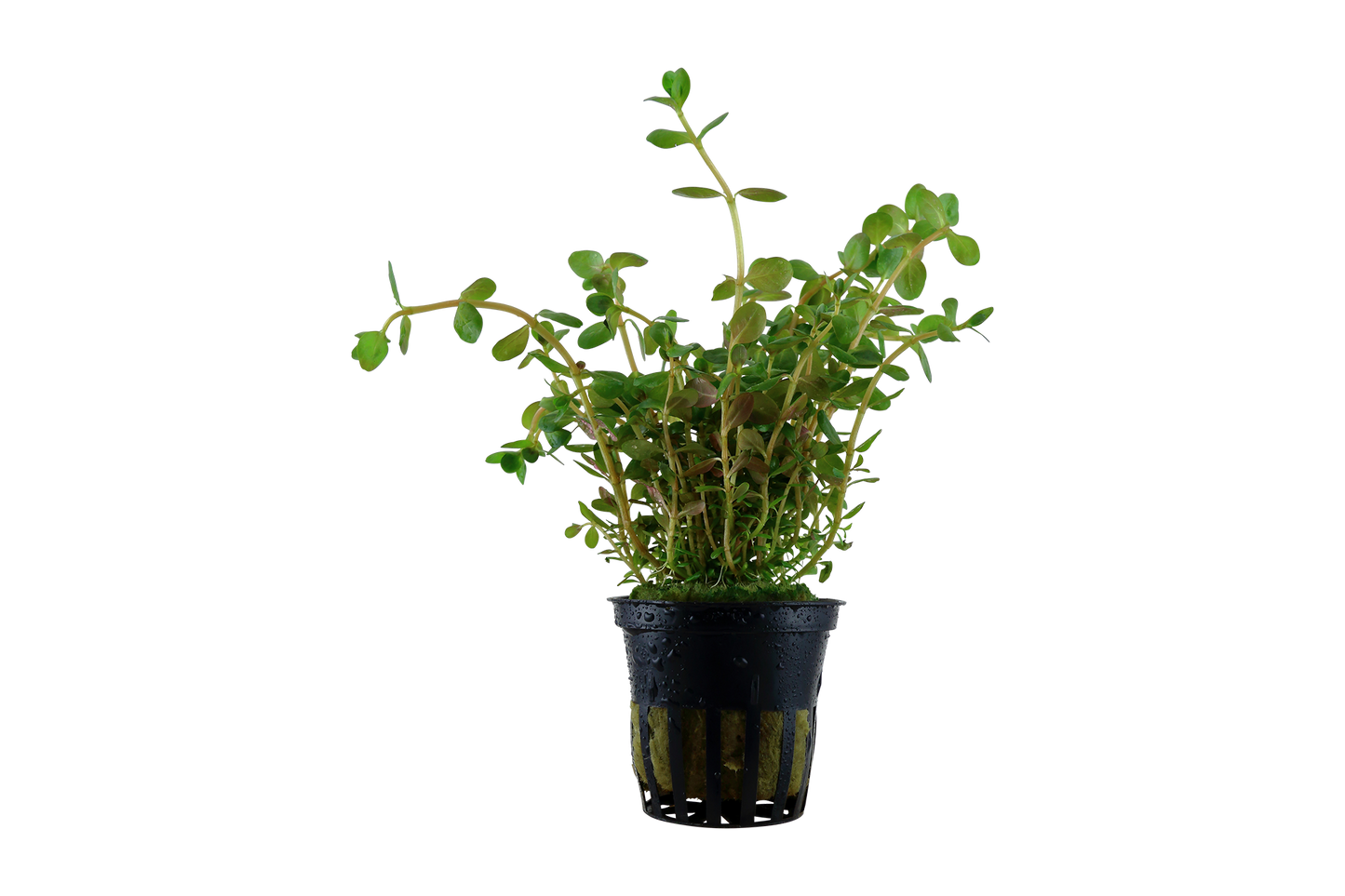 Rotala rotundifolia (Topf)