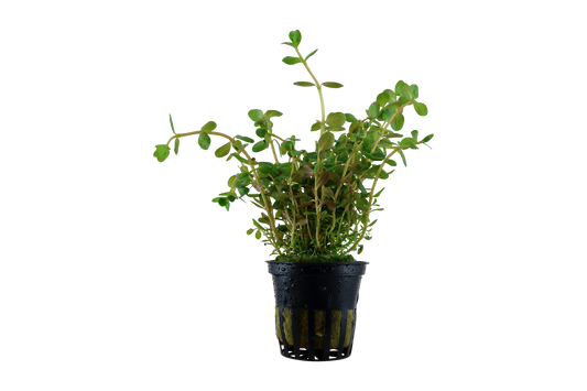 Rotala rotundifolia (Topf)