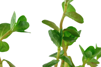 Rotala rotundifolia (Topf)