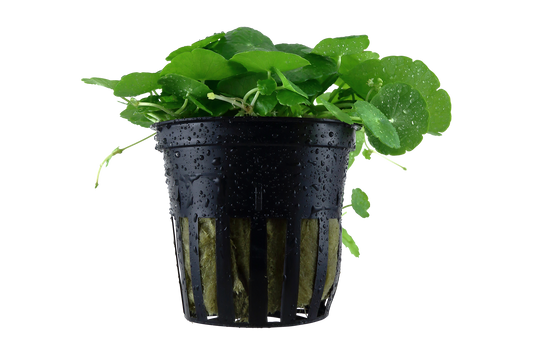 Hydrocotyle verticillata (Topf)