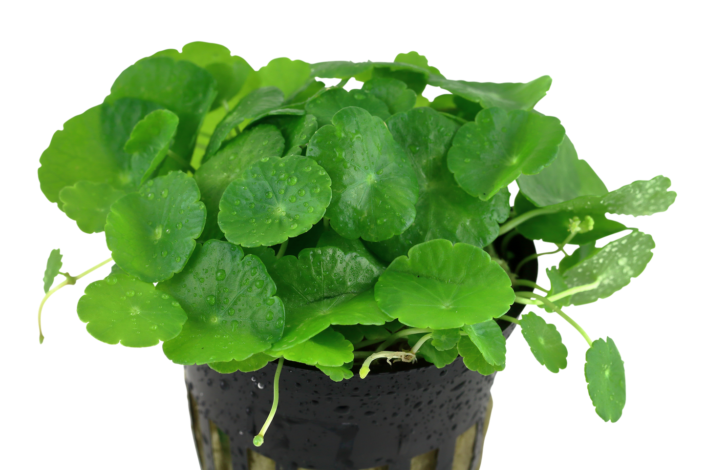Hydrocotyle verticillata (Topf)