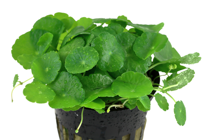Hydrocotyle verticillata (Topf)
