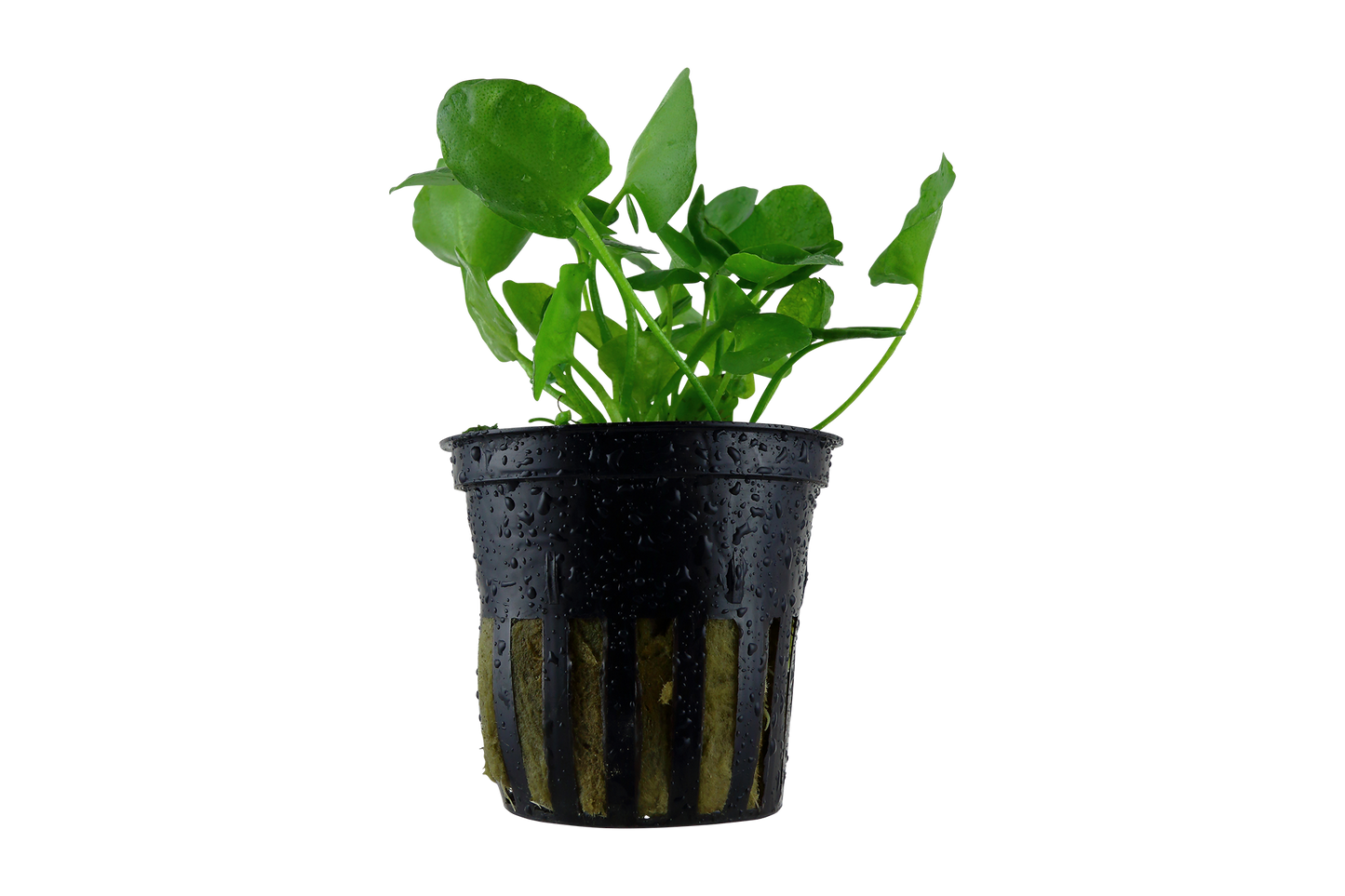 Nymphoides hydrophylla 'Taiwan' (Topf)