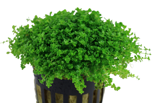 Micranthemum callitrichoides ´Cuba´ (Topf)