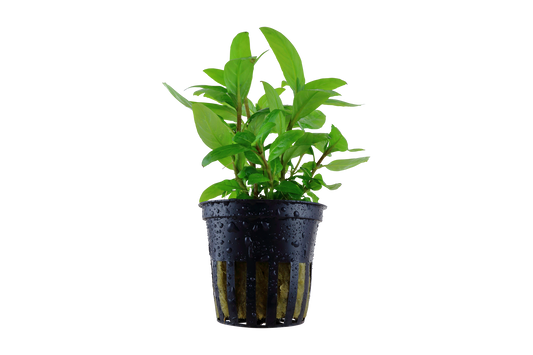 Staurogyne repens (Topf)