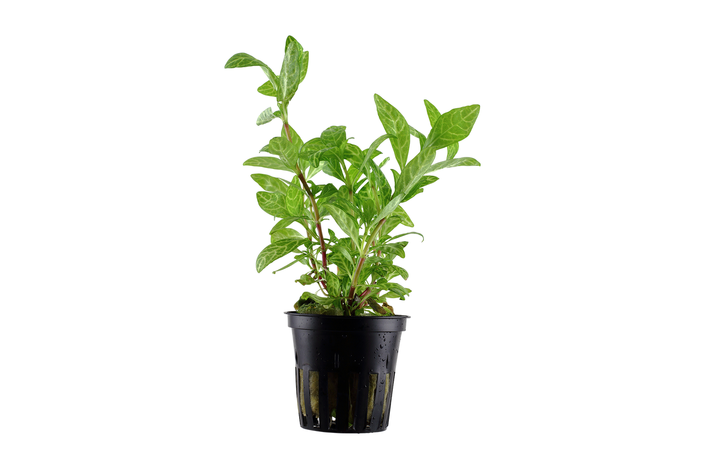 Hygrophila polysperma 'Rosanervig' (Topf)