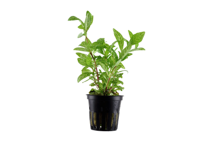 Hygrophila polysperma 'Rosanervig' (Topf)