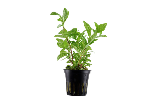 Hygrophila polysperma 'Rosanervig' (Topf)