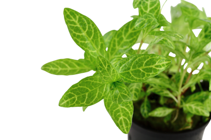 Hygrophila polysperma 'Rosanervig' (Topf)