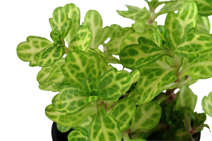 Shinnersia rivularis 'Weiss-Grün' (Topf)