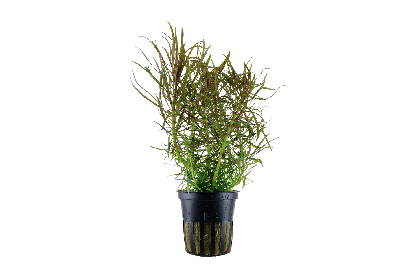 Pogostemon stellatus (Topf)