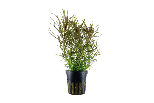 Pogostemon stellatus (Topf)
