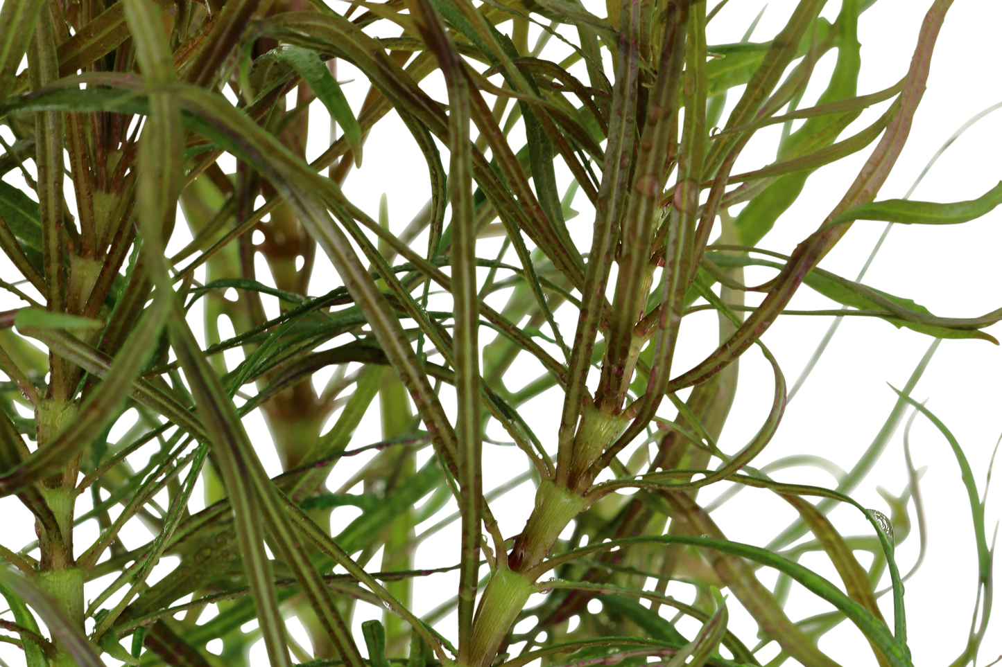 Pogostemon stellatus (Topf)