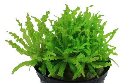 Pogostemon helferi (Topf)