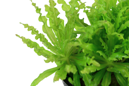 Pogostemon helferi (Topf)