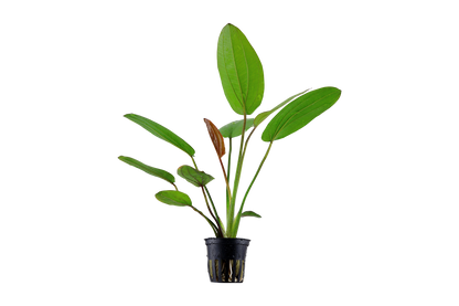 Echinodorus x barthii (Topf)