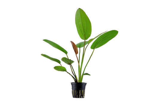 Echinodorus x barthii (Topf)