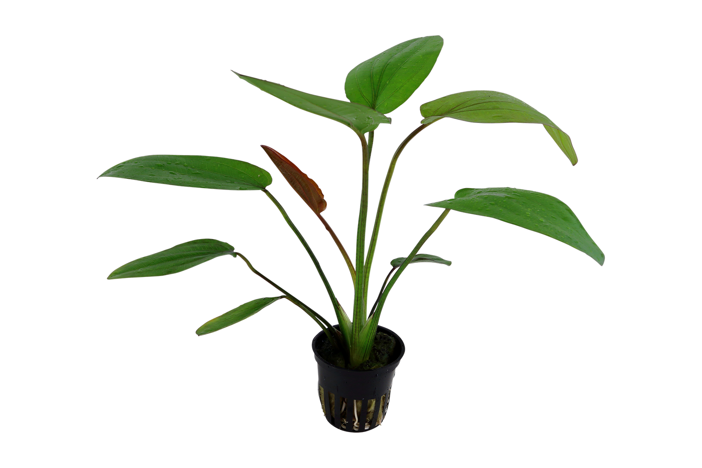 Echinodorus x barthii (Topf)