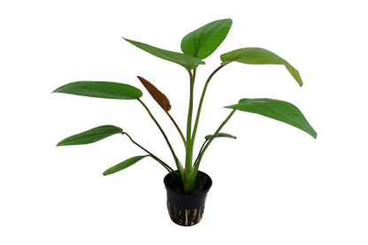 Echinodorus x barthii (Topf)