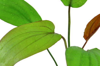 Echinodorus x barthii (Topf)