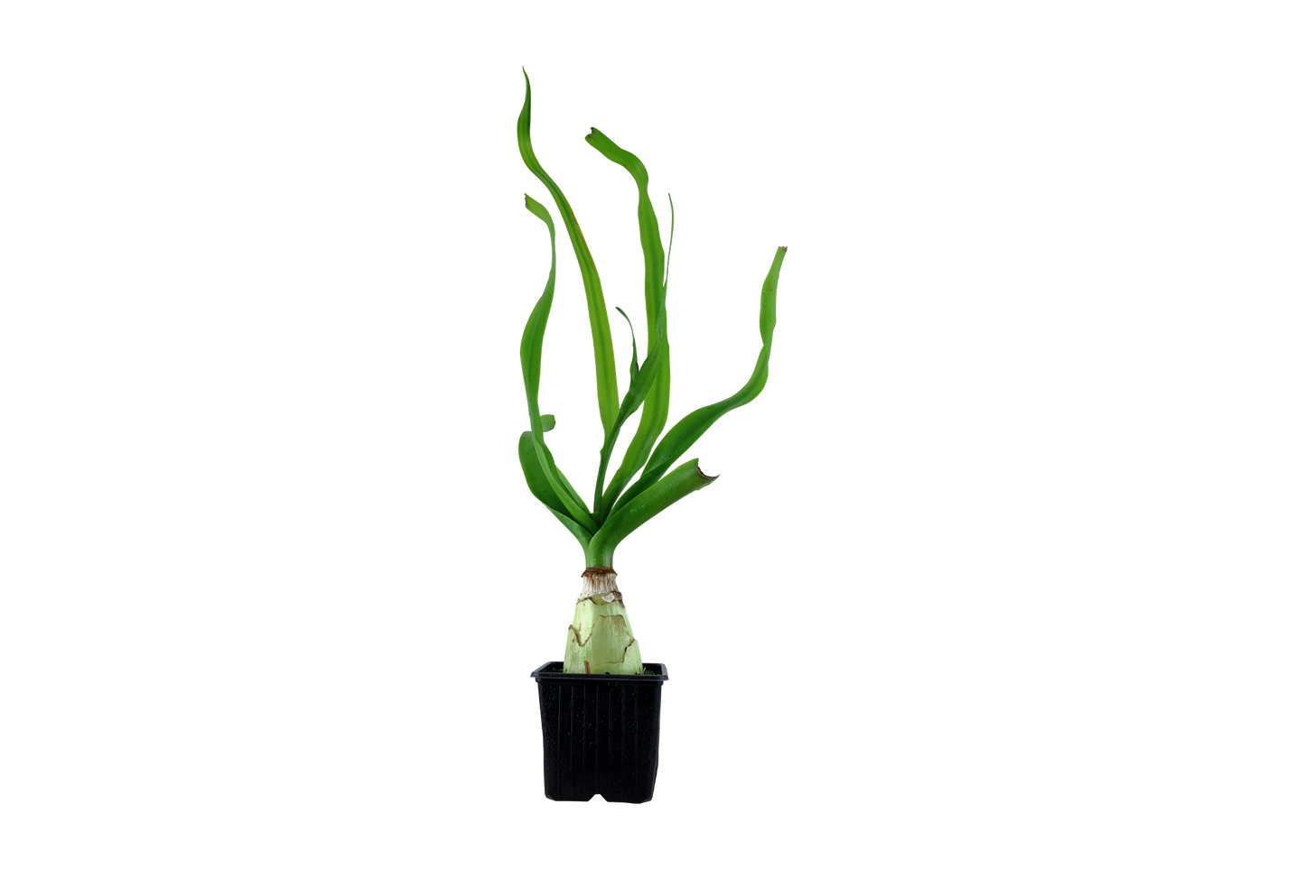 Crinum thaianum XL