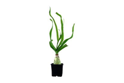 Crinum thaianum XL