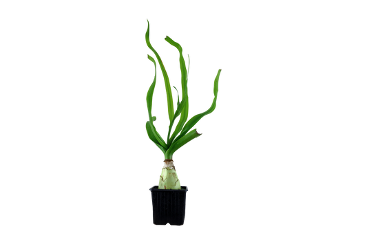 Crinum thaianum XL