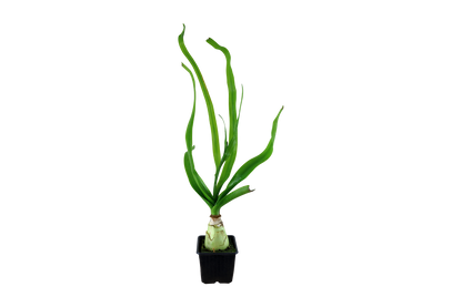 Crinum thaianum XL