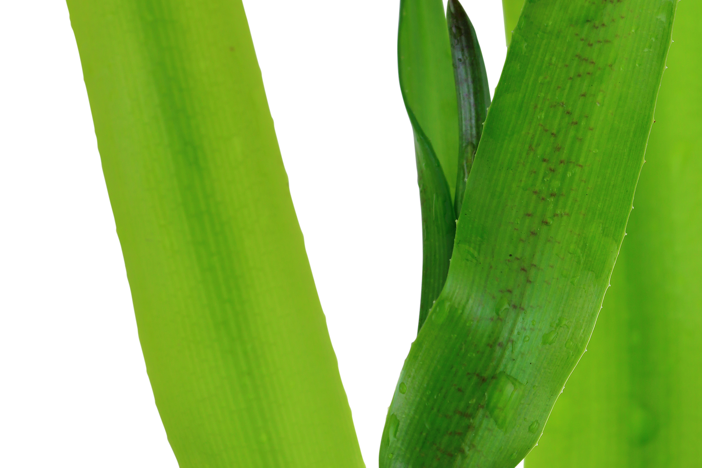 Crinum thaianum XL