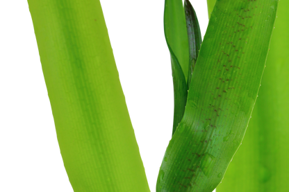 Crinum thaianum XL
