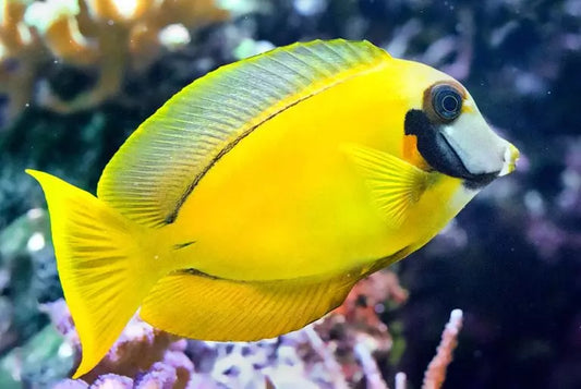 Acanthurus pyroferus Gelb
